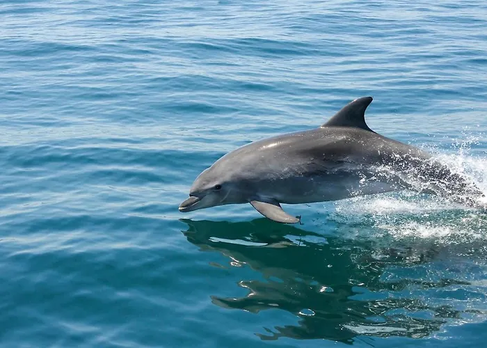 New! Dream Terrace Albufeira Ocean And Pool Views * Bicas